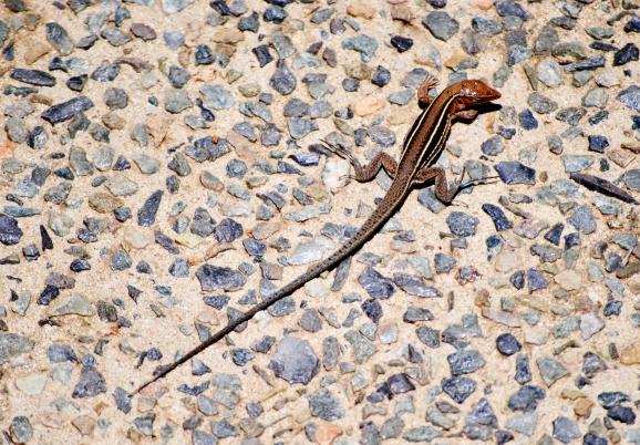 Image of a Puerto Rican ground lizard
