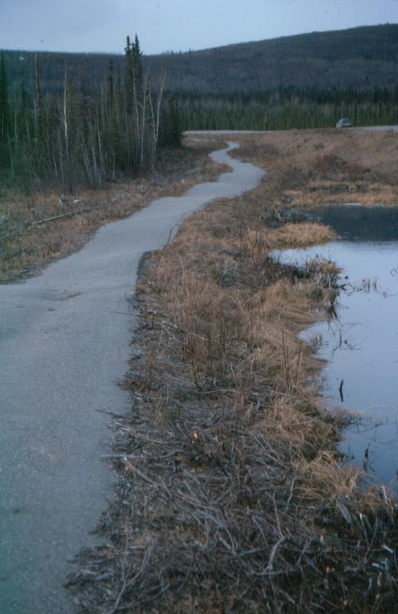 A bike trail in Fairbanks, Alaska, where thawing ice-rich permafrost caused differential settlement to the trail surface.