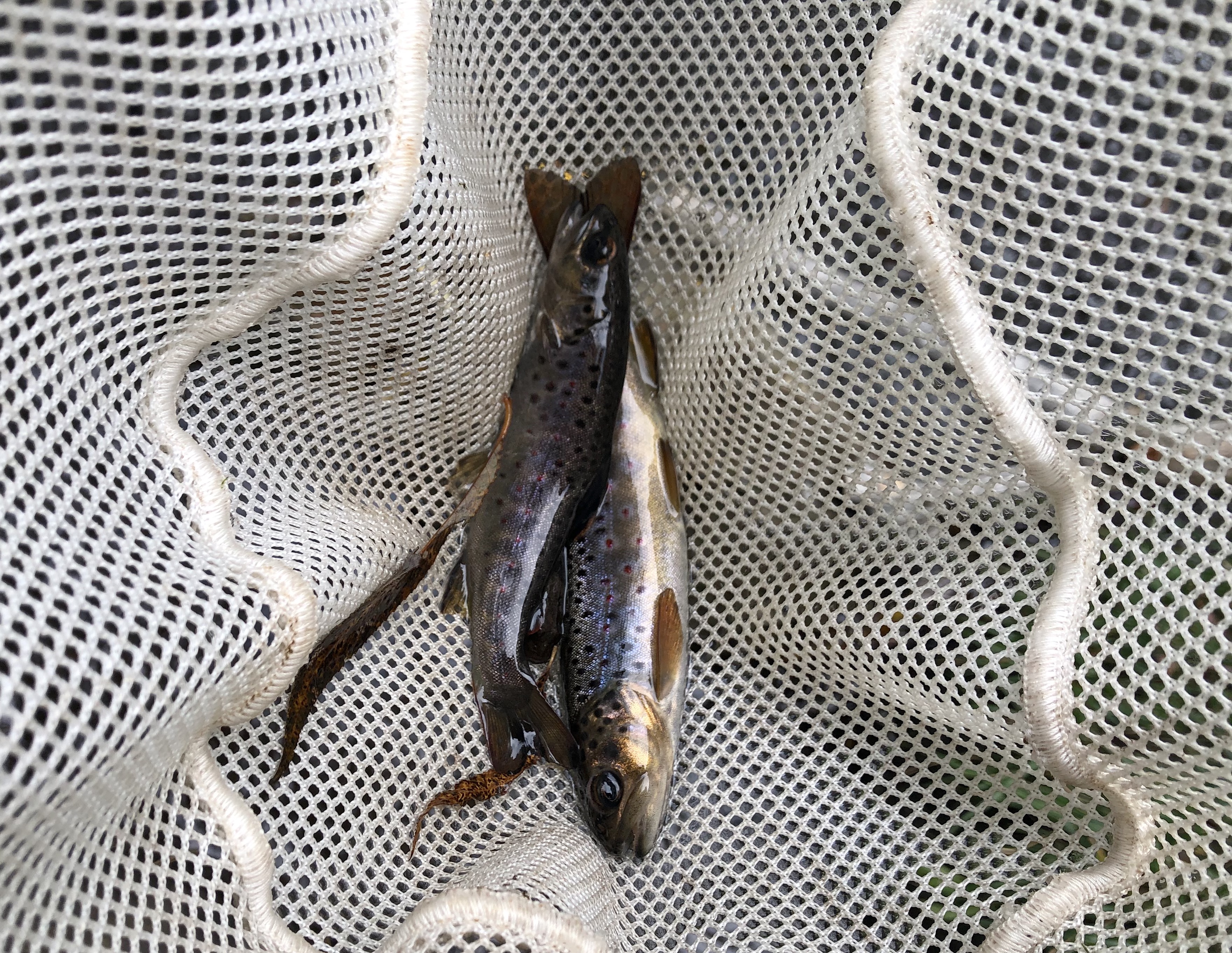 Small trout