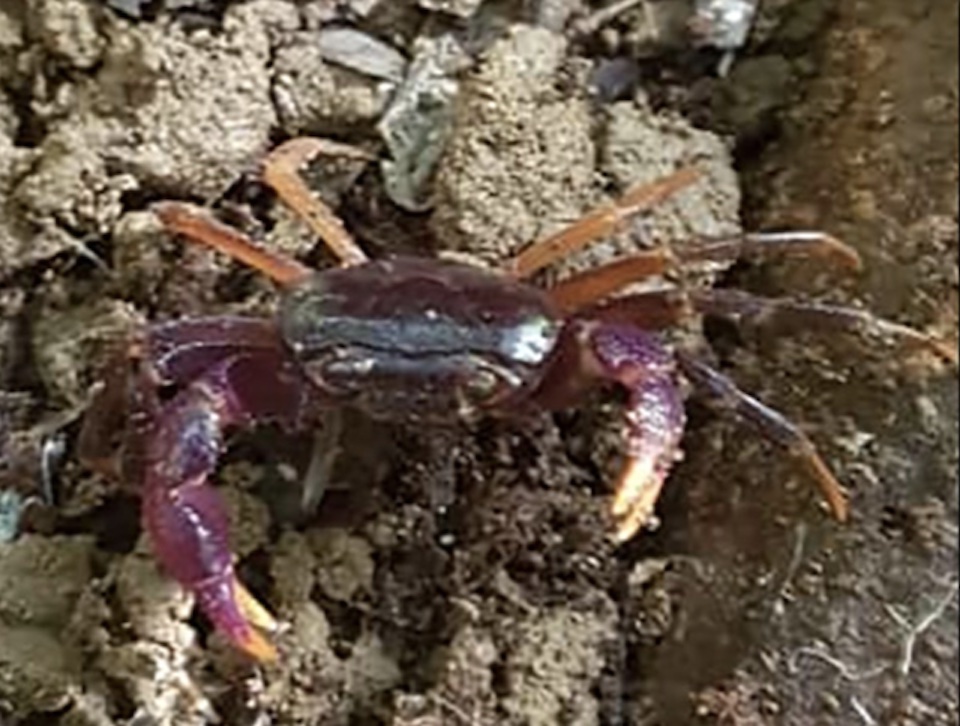 Male Sierra Leone crab rediscovered after being lost to science since 1955. (Pierre Mvogo Ndongo photo courtesy of Re:wild)