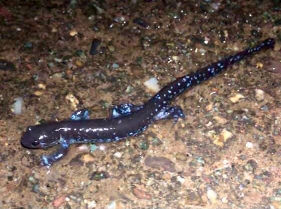 Blue-spotted salamander (Kristi Evans photo)