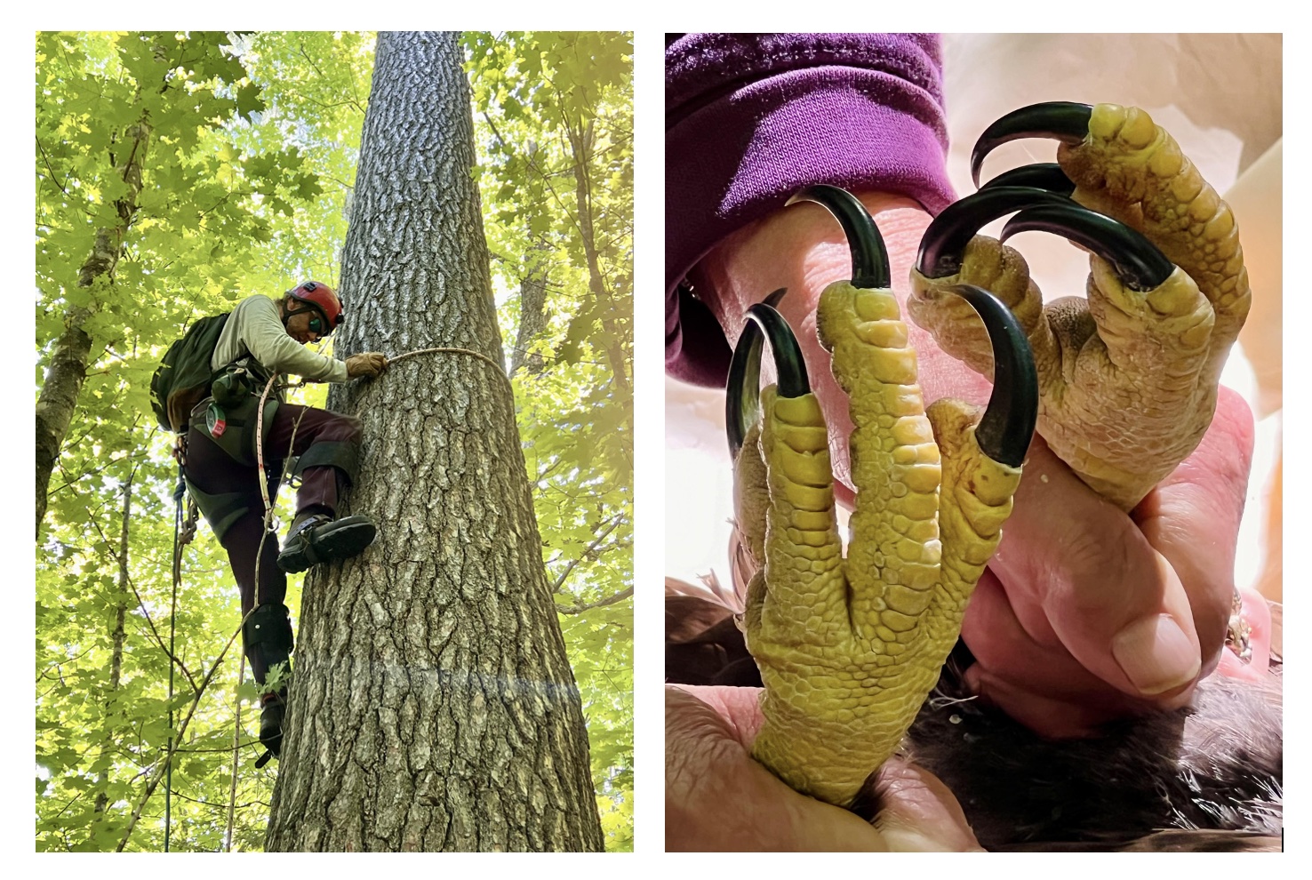 Left: Mike Wierda climbing the tree to retrieve the eaglets from the nest. Right: Closeup of the chick's talons.