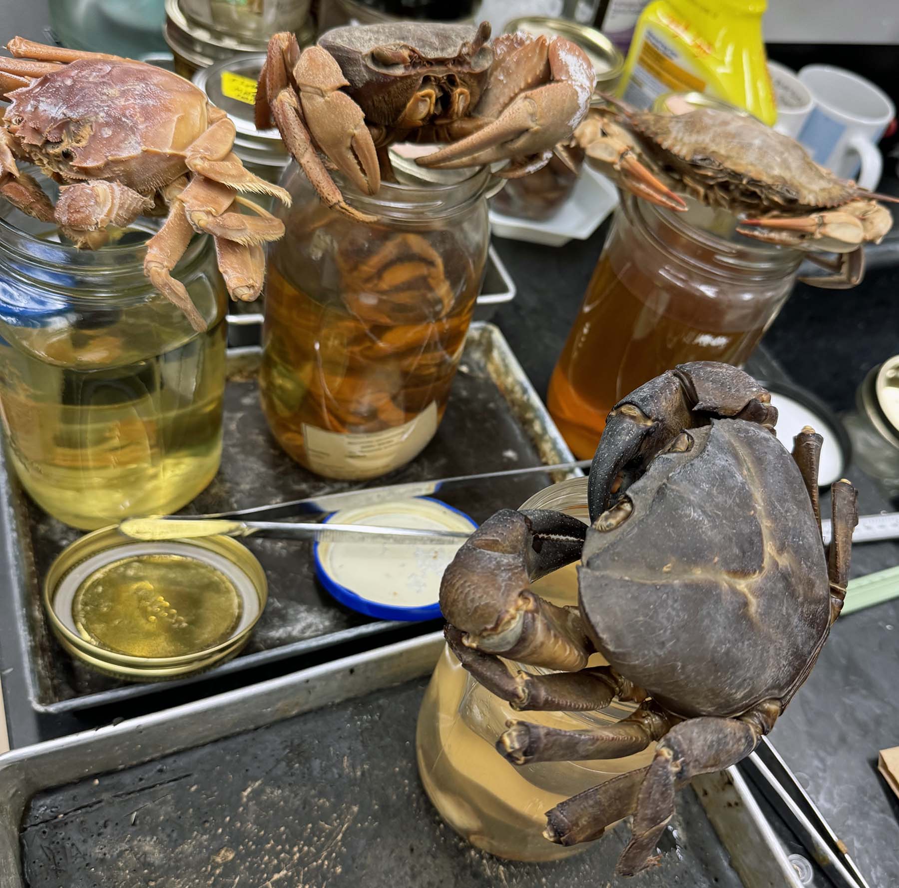 Some of the crab specimens sent to London