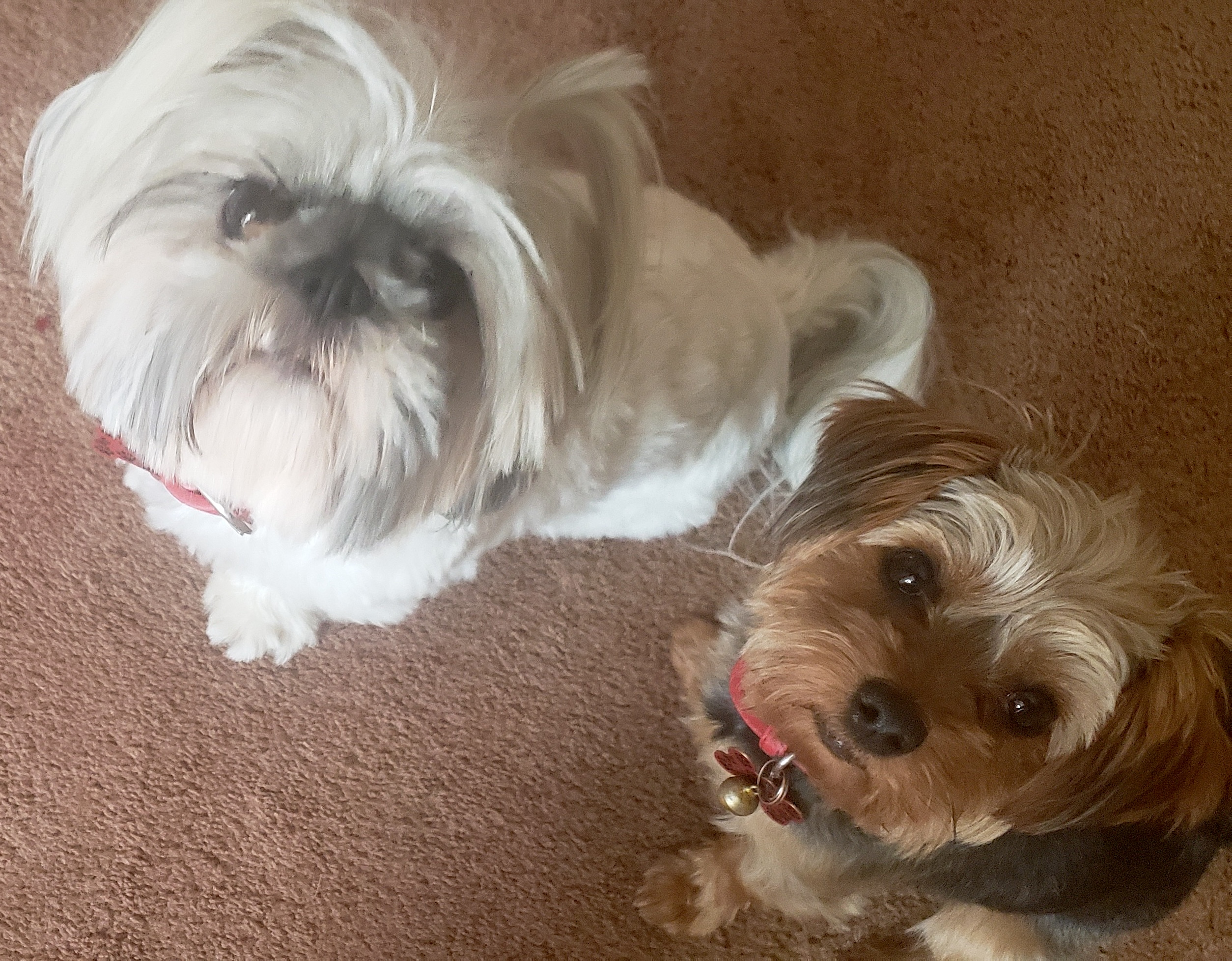 Brown's "fur babies," Lyric and SAX