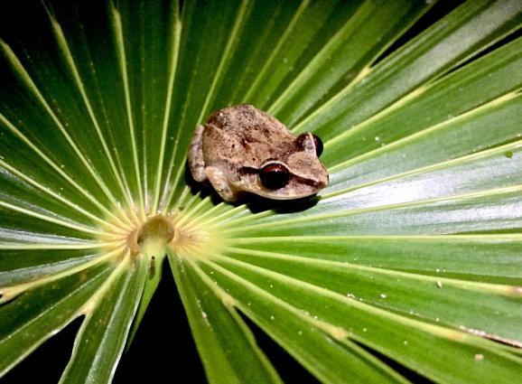 Image of a red-eyed coquí on a leaf