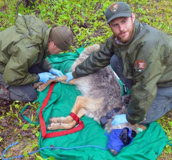 Austin Homkes, left, draws blood from a wolf's leg while Tom Gable assists
