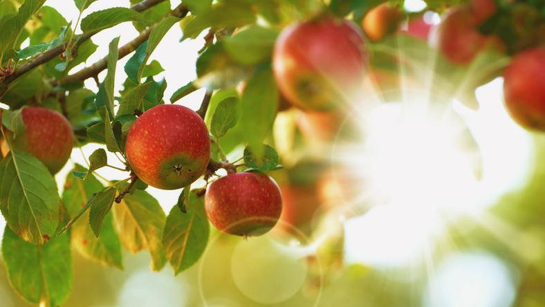 Apple orchard (iStock)