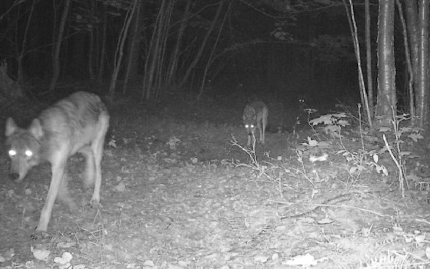 Trail-cam image of Echo Lake wolves
