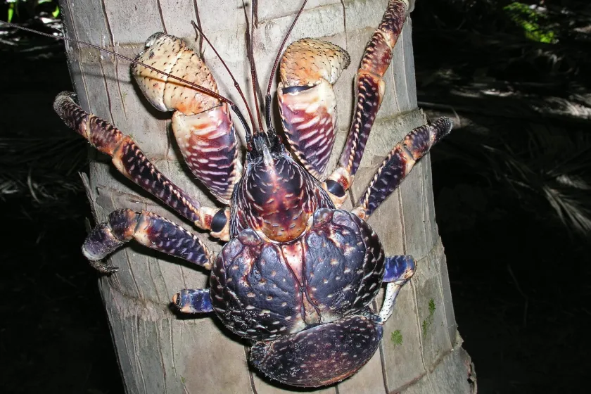 Coconut Crab photo (by Darwin Initiative)
