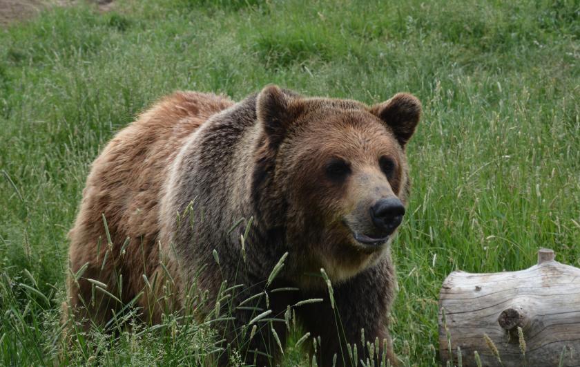 Alaskan brown bear photo by Sarah Trujillo