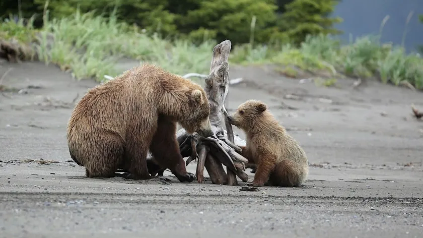 Alaskan brown bears