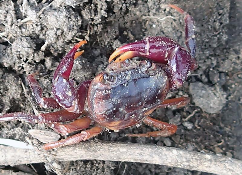 Afzelius’s crab, spotted for the first time since 1796 (Pierre Mvogo Ndongo photo courtesy of Re:wild).