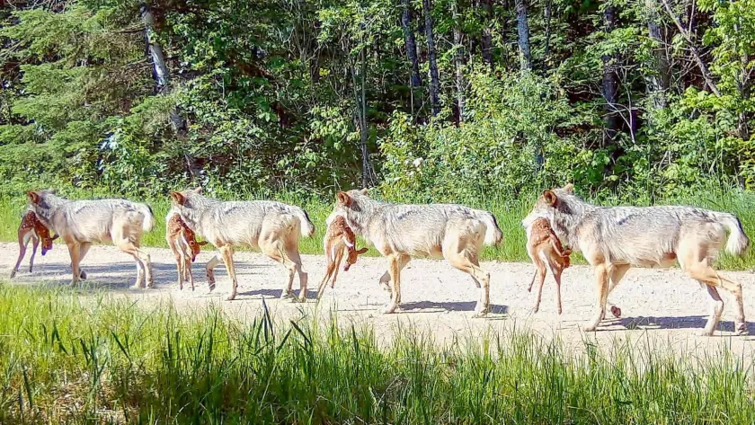 A breeding female wolf traveling on a logging road carrying a deer fawn back to her pups in June 2023. Photo credit: Voyageurs Wolf Project