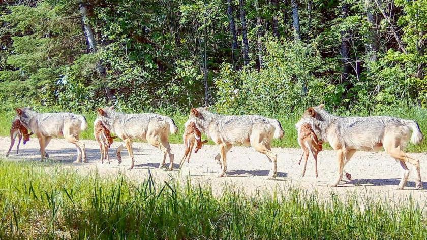 A breeding female wolf traveling on a logging road carrying a deer fawn back to her pups in June 2023. Photo credit: Voyageurs Wolf Project