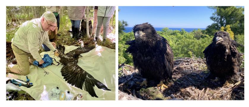 Left: Bill Bowerman prepares an eaglet for processing, while Rebecca Tavernini (to his right) gently holds the bird's legs. Right: The two eaglets back in the nest sporting their new bands.