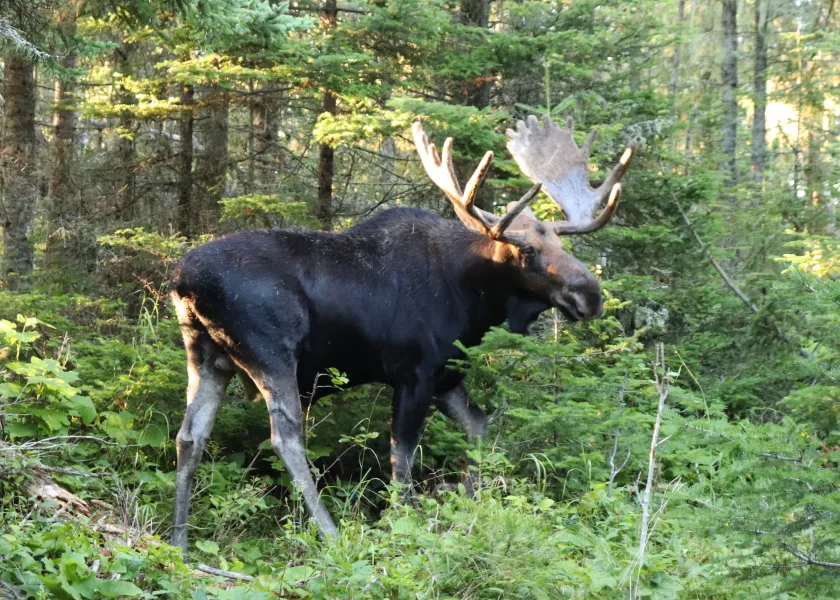 A U.P. bull moose