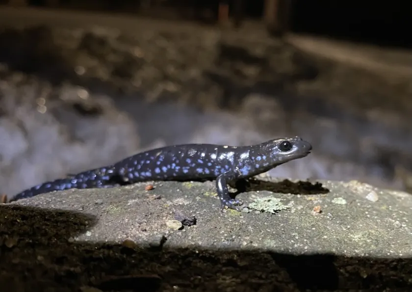 Blue-spotted salamander (NMU Biology photo)