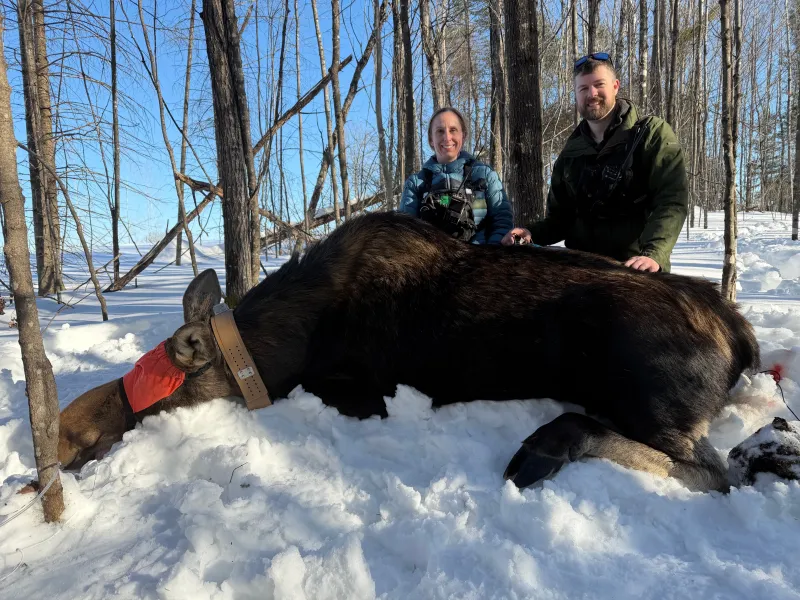 Drs. Tyler Petroelje (MDNR) and Diana Lafferty (NMU) are co-Principal Investigators (pictured) along with Erin Johnston (KBIC, not pictured) in this long-term initiative to study the factors limiting moose population growth in the western UP.
