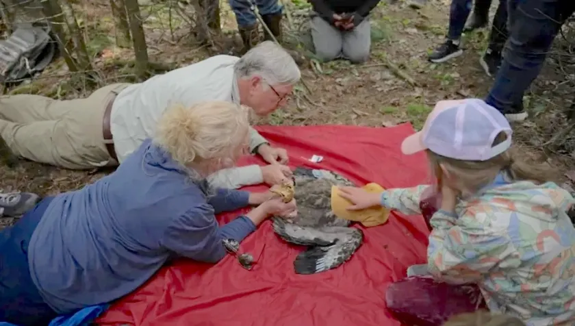 William Bowerman, deputy director and chairman of the board for Wings Over Water Research Institute, and two volunteers examine a Michigan bald eagle in May. (Courtesy of Wings Over Water Research Institute)