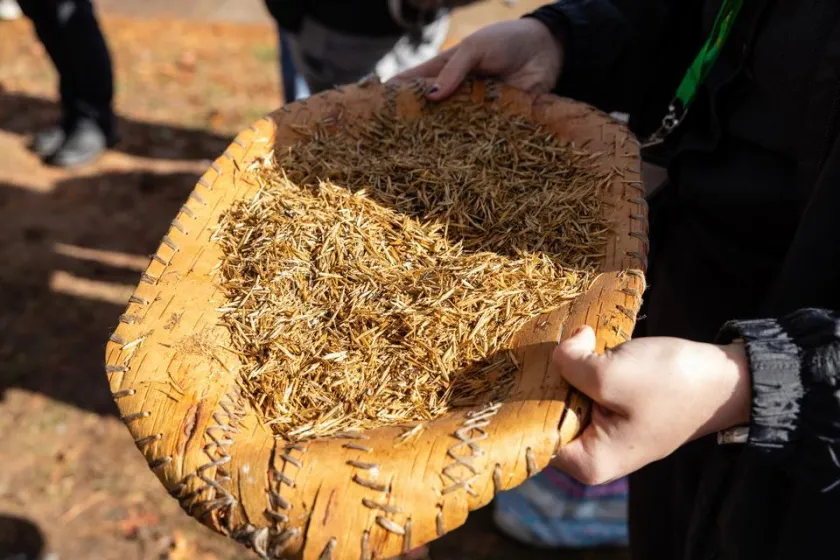 Manoomin, also known as wild rice, is pictured.