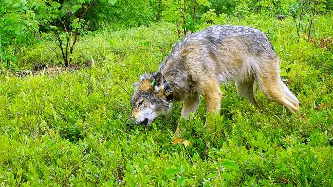 A wolf eats blueberries