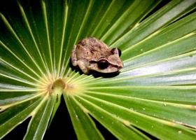 Image of a red-eyed coquí on a leaf