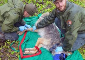 Austin Homkes, left, draws blood from a wolf's leg while Tom Gable assists