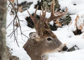 Steve Lindberg photo from article