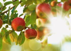 Apple orchard (iStock)