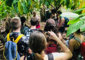 At a cacao farm