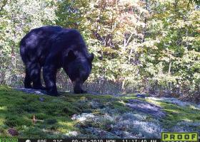 Black bear