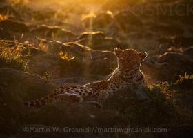 Winning photo of a leopard outlined by a sunrise backdrop