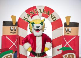 Wildcat Willy image for photos