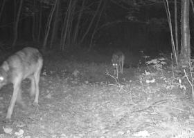 Trail-cam image of Echo Lake wolves