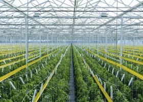 AppHarvest photo of tomatoes in its Morehead, Ky. facility