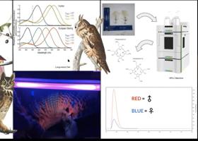 Griffith's presentation