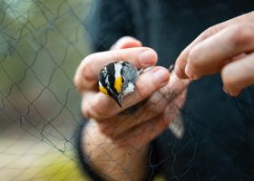 A white-throated sparrow being removed gently from the mist net