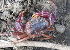 Afzelius’s Crab