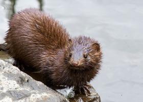 Mink (Photo by Chuck Homler