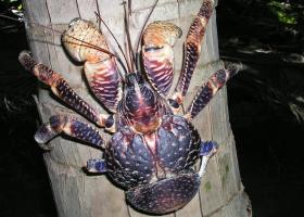 Coconut Crab photo (by Darwin Initiative)