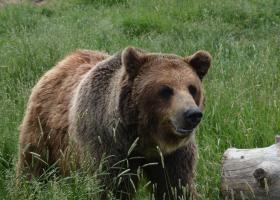 Alaskan brown bear photo by Sarah Trujillo