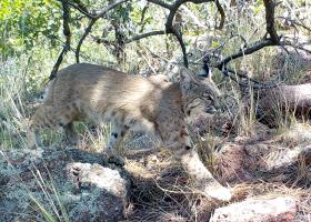 Snapshot USA image of a bobcat