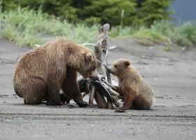 Alaskan brown bears
