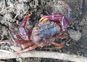 Afzelius’s crab, spotted for the first time since 1796 (Pierre Mvogo Ndongo photo courtesy of Re:wild).