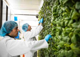 NMU Indoor agriculture stock photo