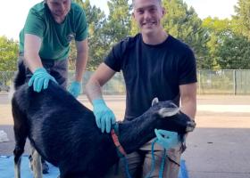 Anthony Clyne (right) with another participant and one of the goats.
