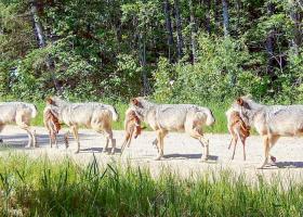 A breeding female wolf traveling on a logging road carrying a deer fawn back to her pups in June 2023. Photo credit: Voyageurs Wolf Project