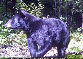 Black bear image captured on camera traps from Lafferty's long-term Yooper Wildlife Watch project.