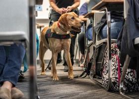 Zebra K9 Lucy in a classroom