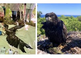 Left: Bill Bowerman prepares an eaglet for processing, while Rebecca Tavernini (to his right) gently holds the bird's legs. Right: The two eaglets back in the nest sporting their new bands.
